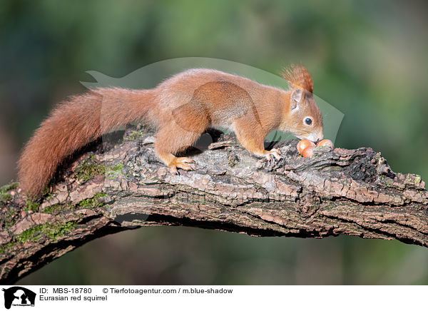Europisches Eichhrnchen / Eurasian red squirrel / MBS-18780