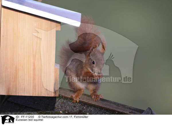 Eurasian red squirrel / FF-11200
