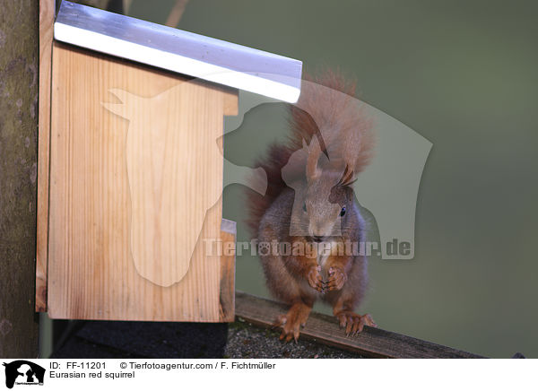 Europisches Eichhrnchen / Eurasian red squirrel / FF-11201