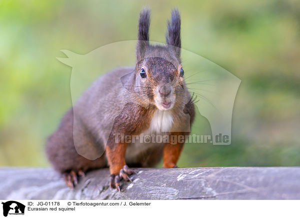 Eurasian red squirrel / JG-01178