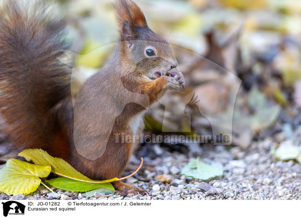 Eurasian red squirrel / JG-01282