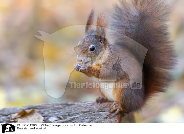 Europisches Eichhrnchen / Eurasian red squirrel / JG-01283