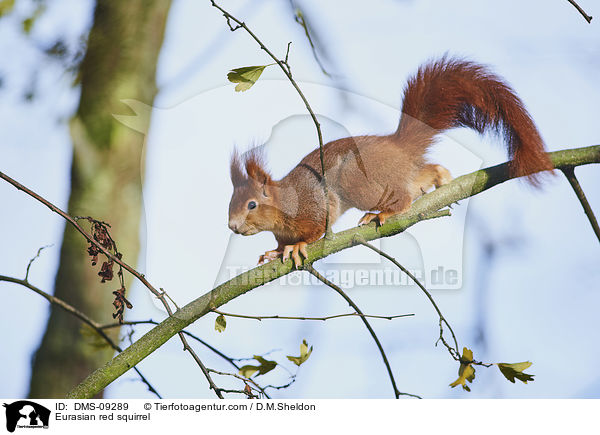 Eurasian red squirrel / DMS-09289