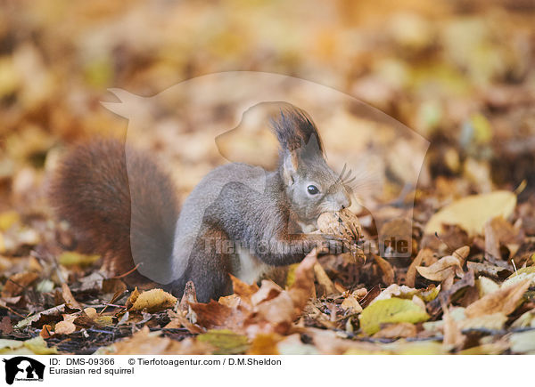 Eurasian red squirrel / DMS-09366
