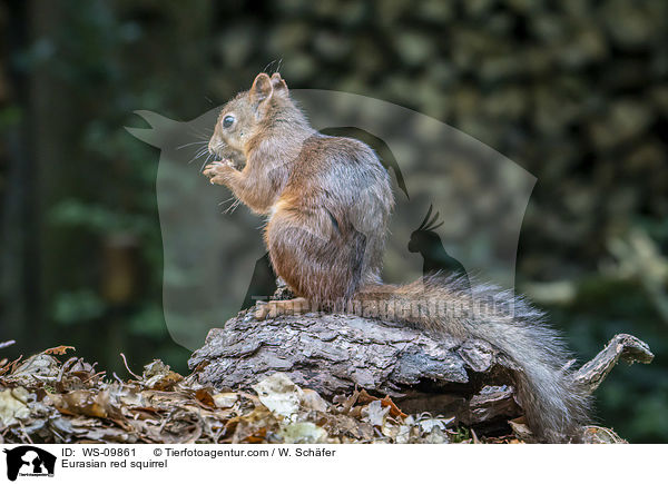 Eurasian red squirrel / WS-09861