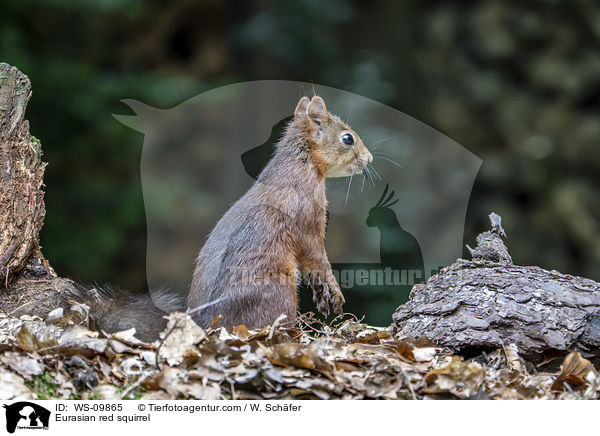 Eurasian red squirrel / WS-09865