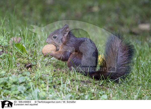 Eurasian red squirrel / WS-09883