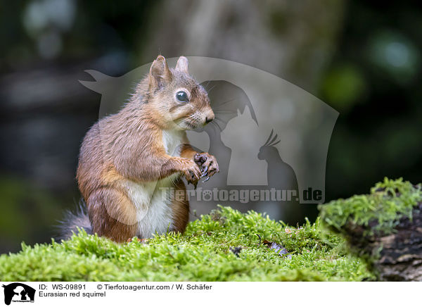 Eurasian red squirrel / WS-09891