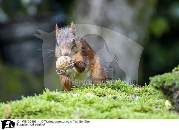 Europisches Eichhrnchen / Eurasian red squirrel / WS-09893