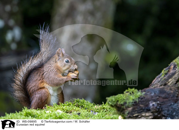 Europisches Eichhrnchen / Eurasian red squirrel / WS-09895