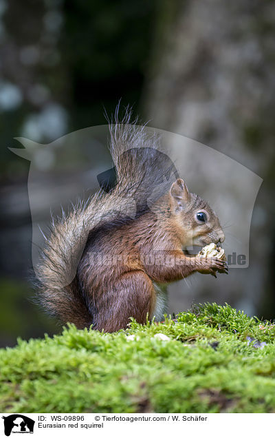 Eurasian red squirrel / WS-09896