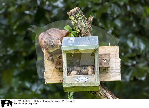 Europisches Eichhrnchen / Eurasian red squirrel / WS-09897