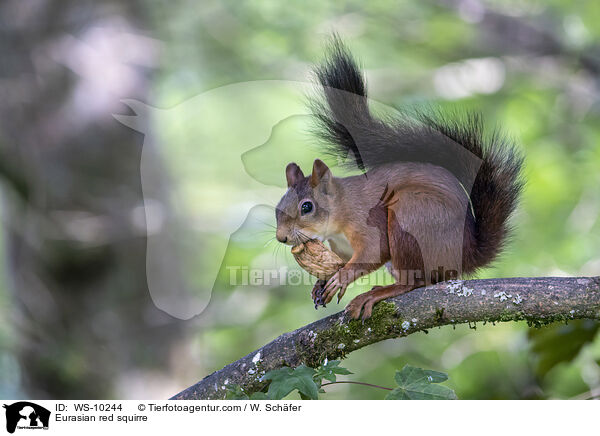 Eurasian red squirre / WS-10244