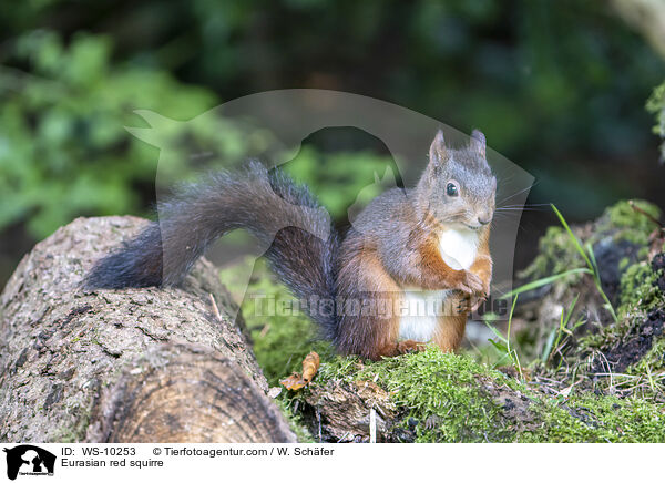 Eurasian red squirre / WS-10253