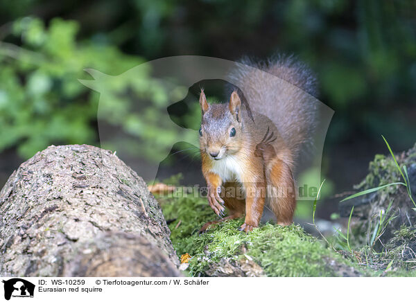 Eurasian red squirre / WS-10259