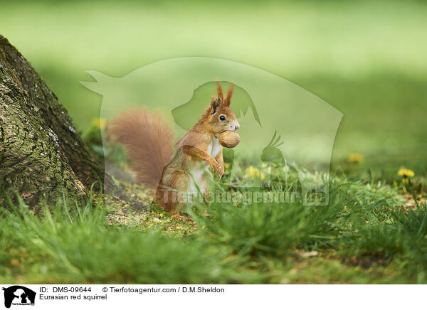 Eurasian red squirrel / DMS-09644