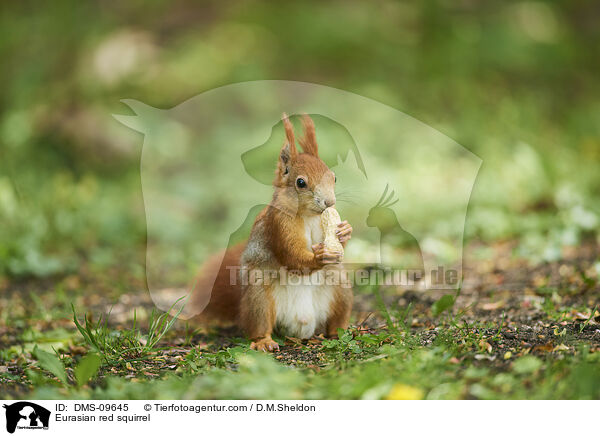 Eurasian red squirrel / DMS-09645