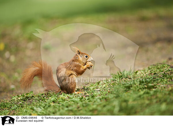 Eurasian red squirrel / DMS-09646