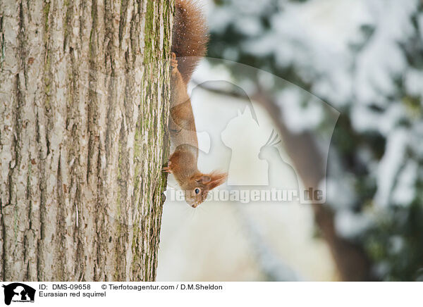 Eurasian red squirrel / DMS-09658
