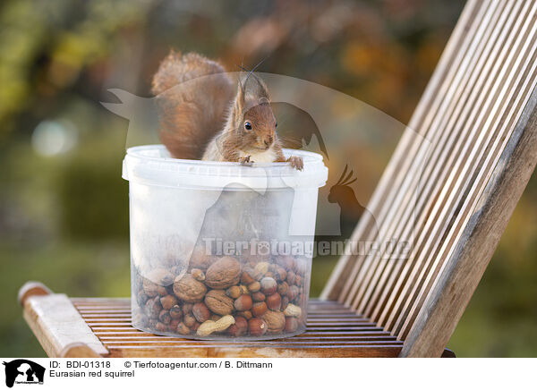 Eurasian red squirrel / BDI-01318