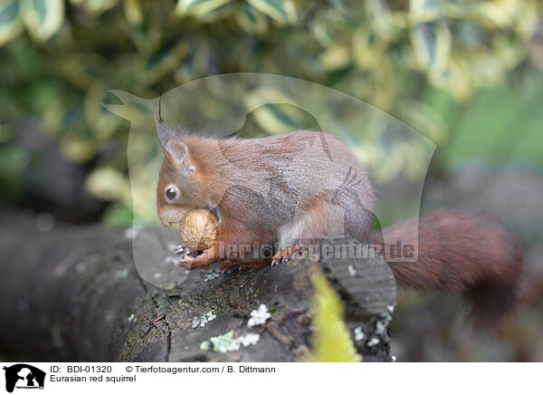 Europisches Eichhrnchen / Eurasian red squirrel / BDI-01320