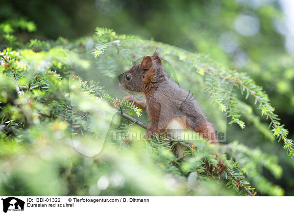 Eurasian red squirrel / BDI-01322