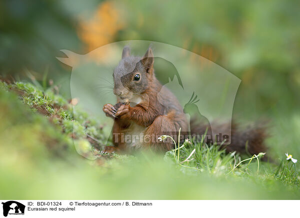 Europisches Eichhrnchen / Eurasian red squirrel / BDI-01324