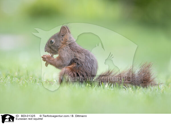 Europisches Eichhrnchen / Eurasian red squirrel / BDI-01325