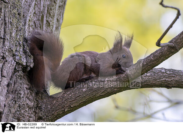 Europisches Eichhrnchen / Eurasian red squirrel / HB-02289