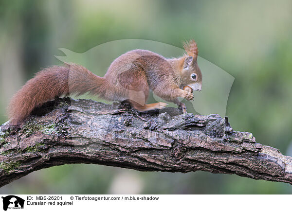 Eurasian red squirrel / MBS-26201