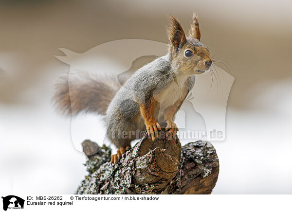 Eurasian red squirrel / MBS-26262