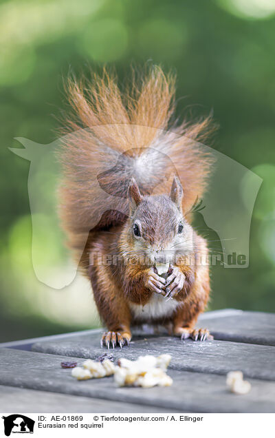 Europisches Eichhrnchen / Eurasian red squirrel / AE-01869