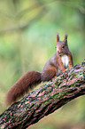 Eurasian red squirrel