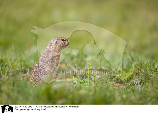 European ground squirrel / PW-13095