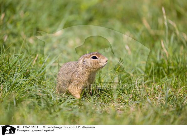 European ground squirrel / PW-13101