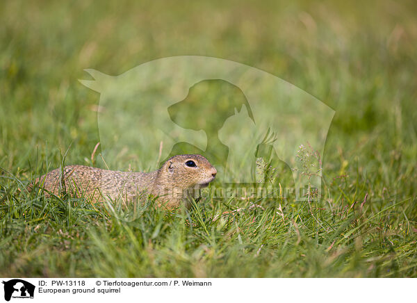 European ground squirrel / PW-13118