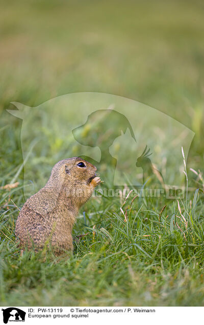 European ground squirrel / PW-13119