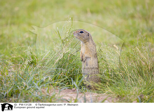 European ground squirrel / PW-13128