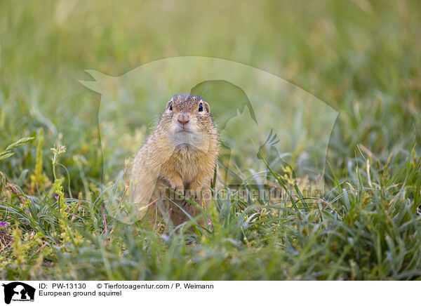 European ground squirrel / PW-13130