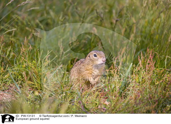 European ground squirrel / PW-13131