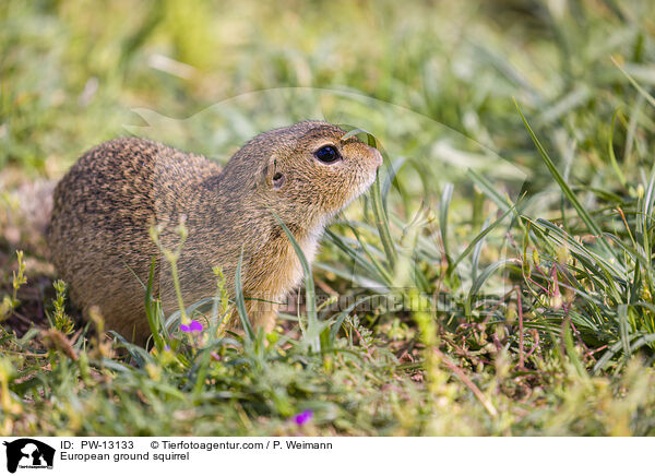 European ground squirrel / PW-13133