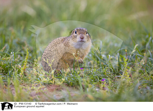 European ground squirrel / PW-13140