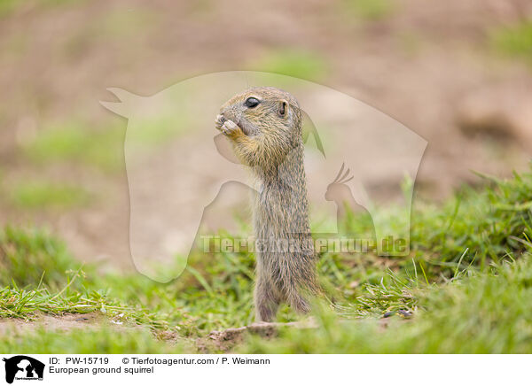 European ground squirrel / PW-15719