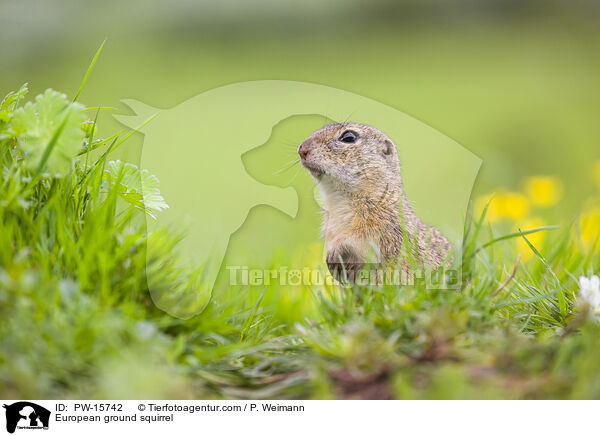 European ground squirrel / PW-15742