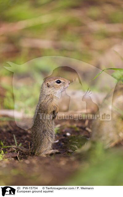 European ground squirrel / PW-15754