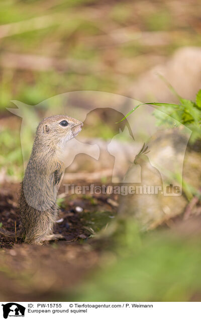 European ground squirrel / PW-15755