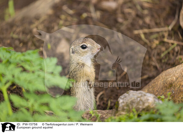 European ground squirrel / PW-15758