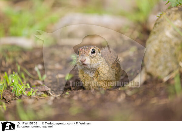 European ground squirrel / PW-15759