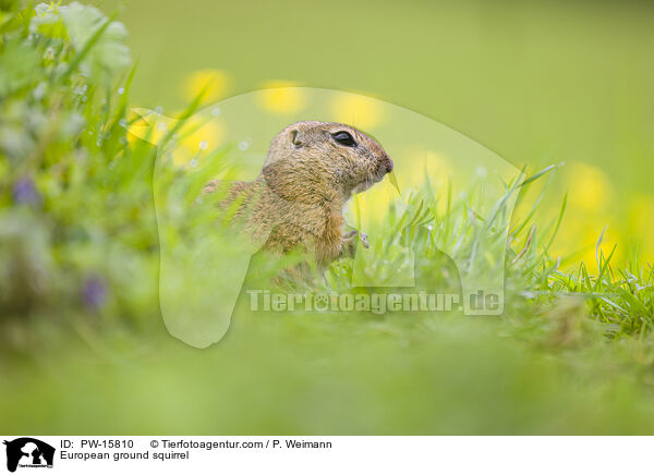 Europischer Ziesel / European ground squirrel / PW-15810