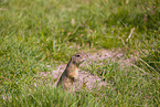 European ground squirrel